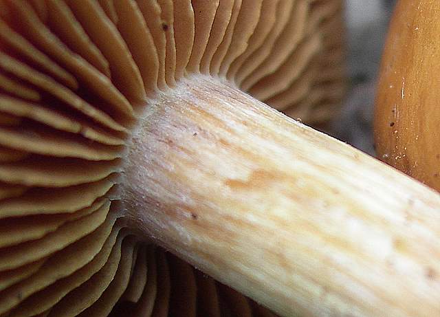 Cortinarius spec. Cod.:2392-7